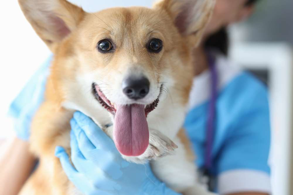 Close-up of a happy corgi with its tongue out being held by a veterinarian wearing blue gloves and scrubs.