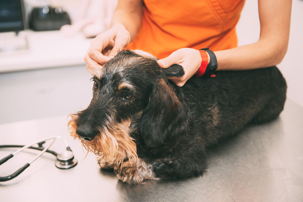A veterinarian, wearing an orange scrub top, gently holding up the ear flaps of a Wire-Haired Dachshund dog lying on a silver examination table during a checkup.
